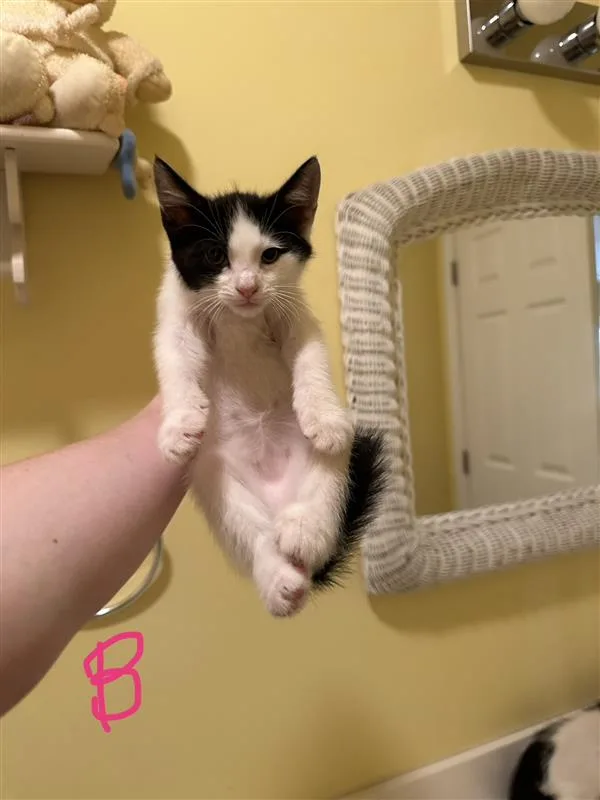 A baby small-sized male Black and White American Shorthair cat named Tim McGraw for adoption