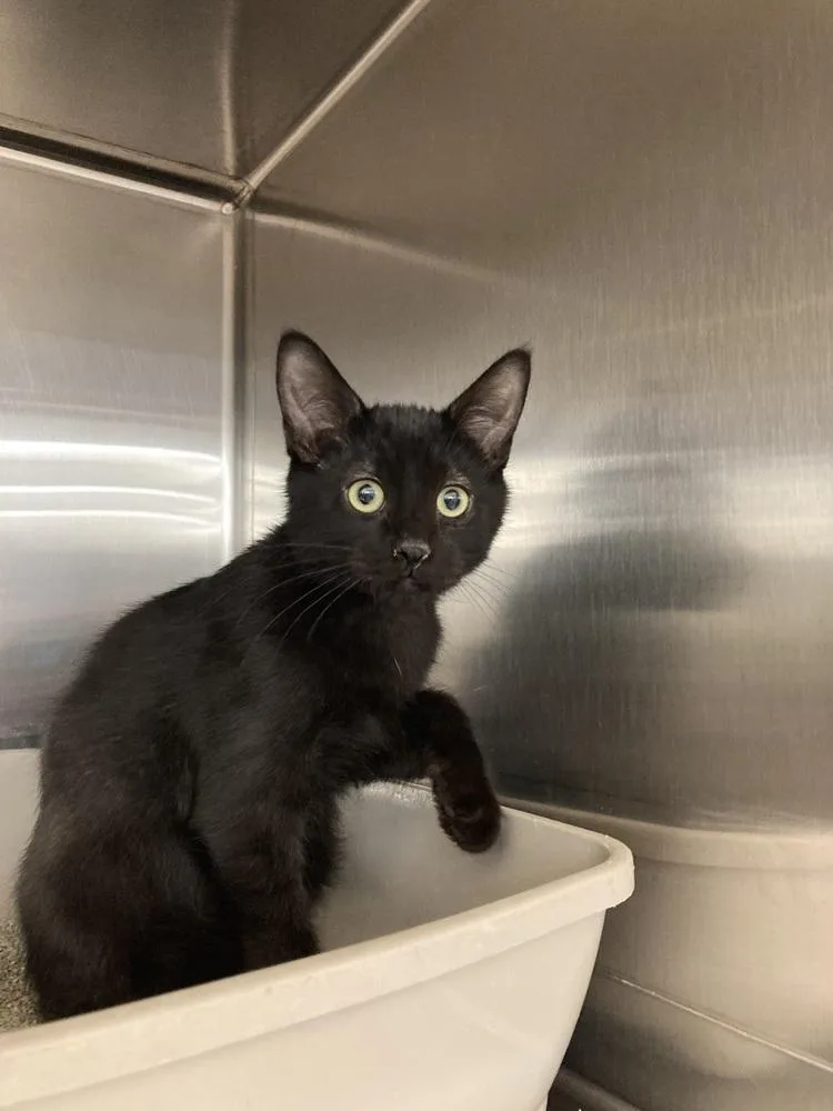 A baby small-sized male Black Domestic Short Hair cat named Beet for adoption in Anoka, MN