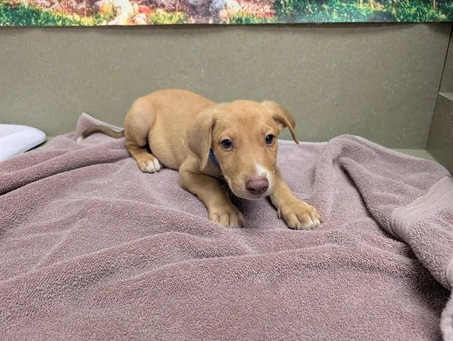 A baby medium-sized male Labrador Retriever dog named SAVE ME PLEASE This for adoption in San Marcos, CA