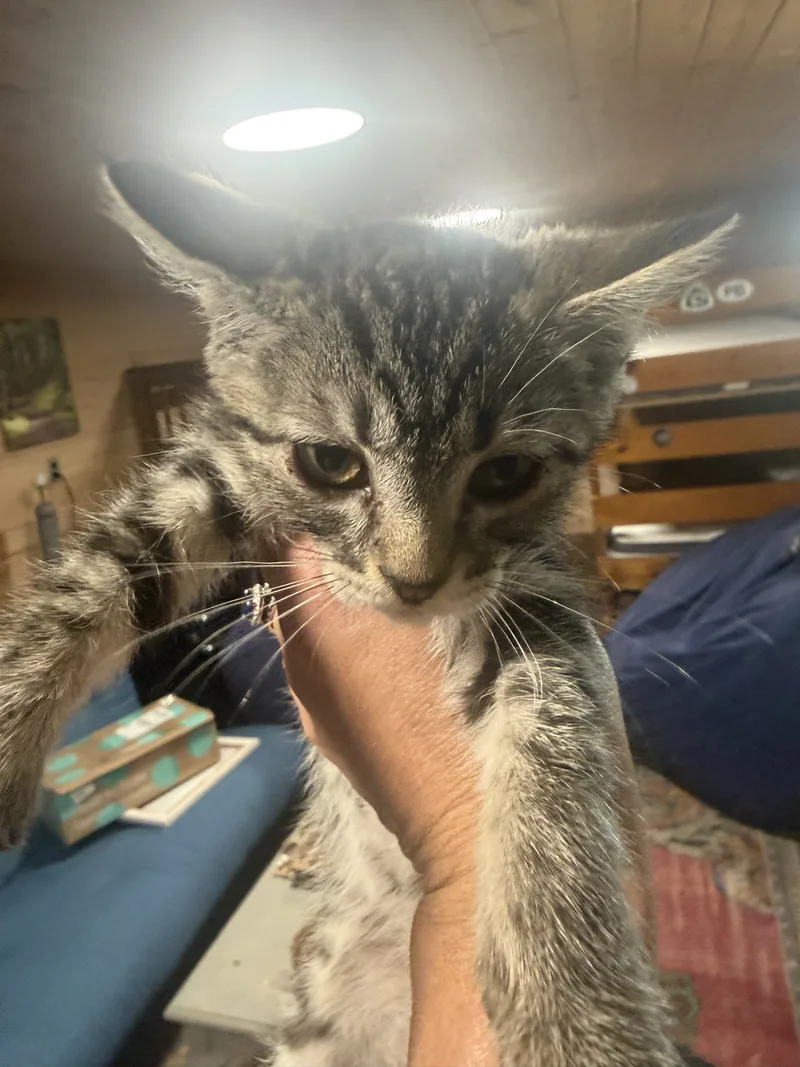 A baby small-sized female Tabby American Shorthair cat named Jenny for adoption