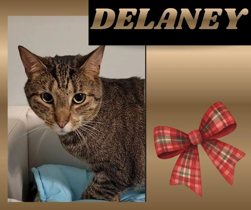 Delaney thumbnail 4