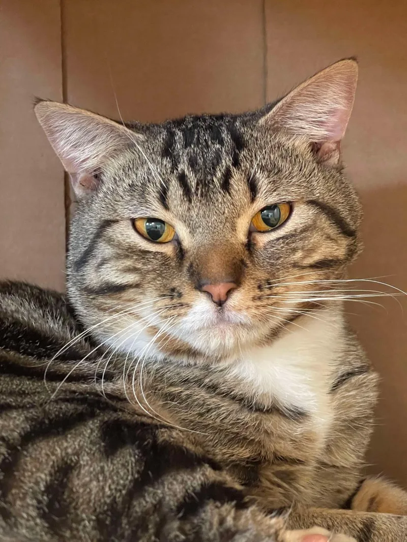 An adult medium-sized male Domestic Short Hair cat named Baz for adoption in Lincoln, CA