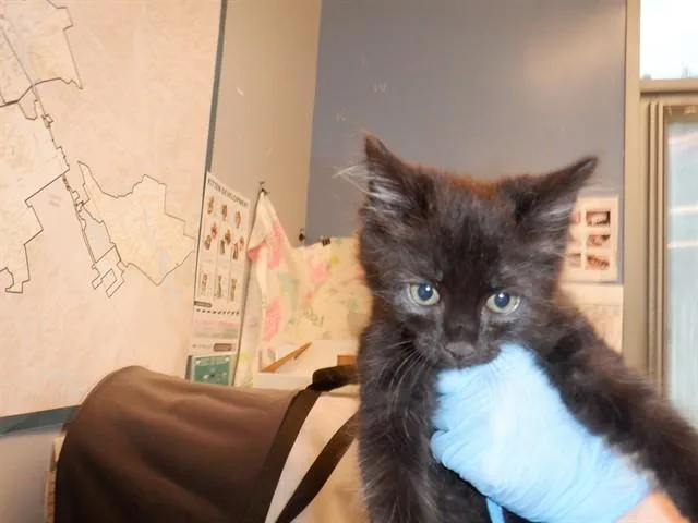 A baby small-sized male Domestic Short Hair cat named Lorenzo for adoption in San Jose, CA