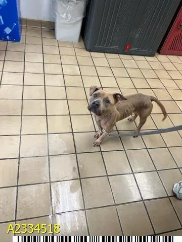 An adult medium-sized female Mixed Breed dog named Minnie for adoption in West Palm Beach, FL