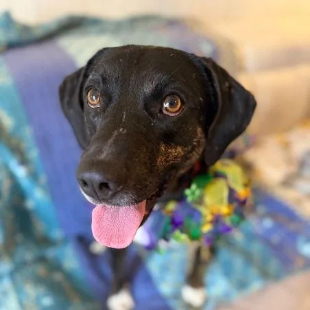 An adult medium-sized male Labrador Retriever dog named Mooney for adoption in Pass Christian, MS