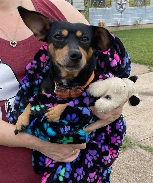 An adult large-sized male Mixed Breed dog named Max for adoption in Dallas, TX