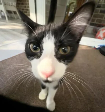 A baby small-sized male Black Domestic Short Hair cat named Thresh for adoption in Atlanta, GA
