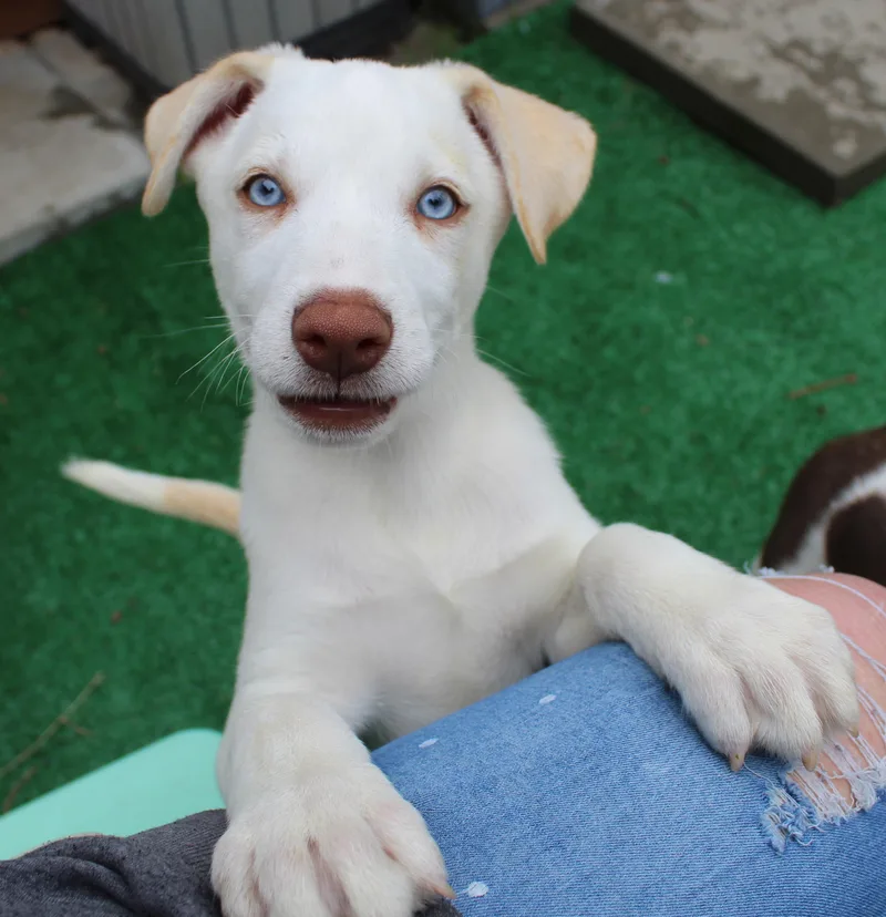 Fiddlehead thumbnail 2