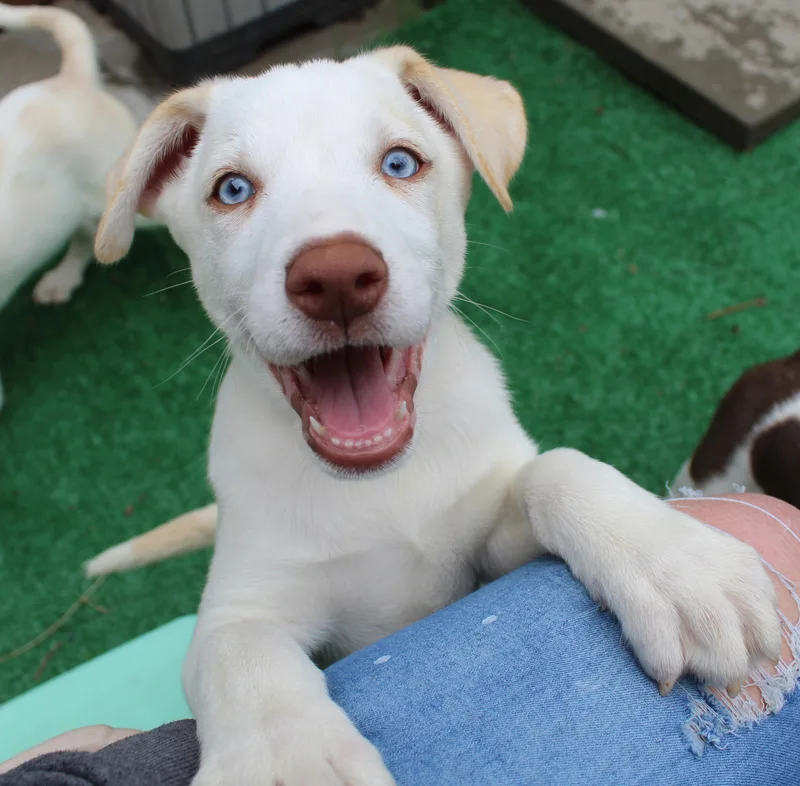 A baby medium-sized male White / Cream Pit Bull Terrier dog named Fiddlehead for adoption in Silvana, WA