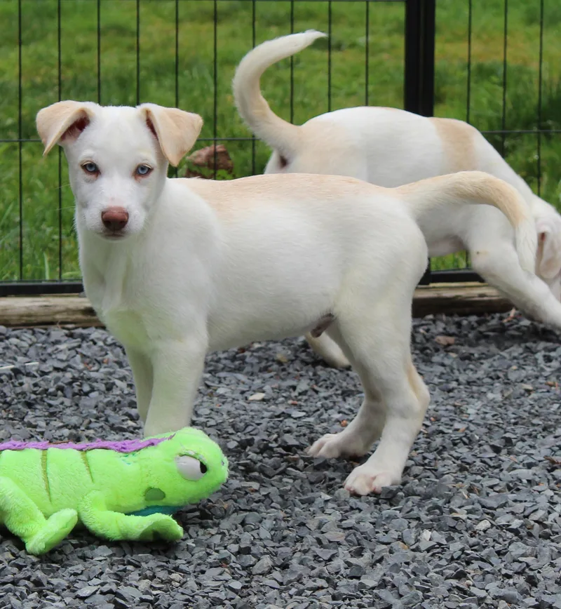 Fiddlehead thumbnail 4