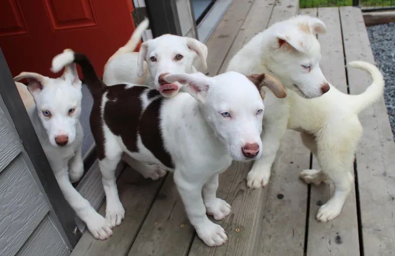 Fiddlehead thumbnail 5