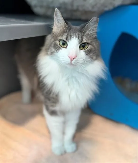 A young medium-sized female Domestic Medium Hair cat named Poppy for adoption in Leesburg, VA