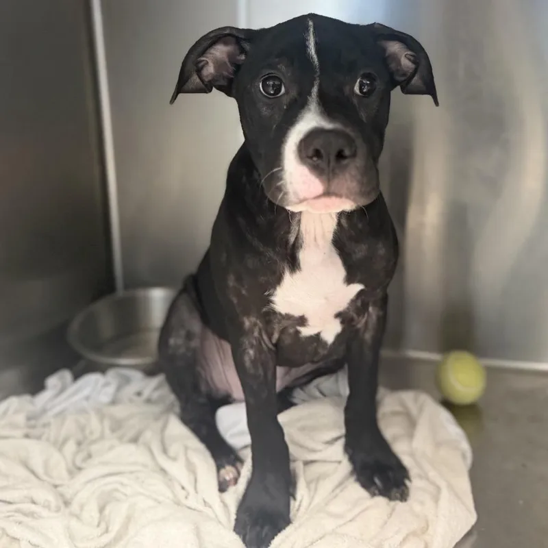 Lila