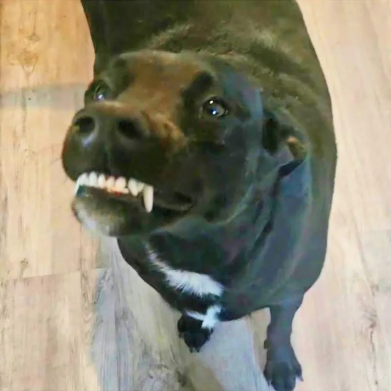 An adult large-sized male Black Labrador Retriever dog named Remy for adoption in CORPUS CHRISTI, TX