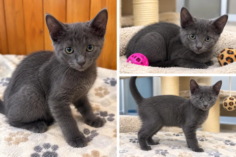 A baby medium-sized female Domestic Short Hair cat named Anika for adoption in Kiln, MS