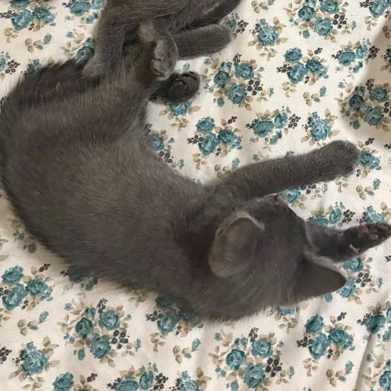 A baby small-sized male Russian Blue cat named Bill for adoption in mount vernon, AR
