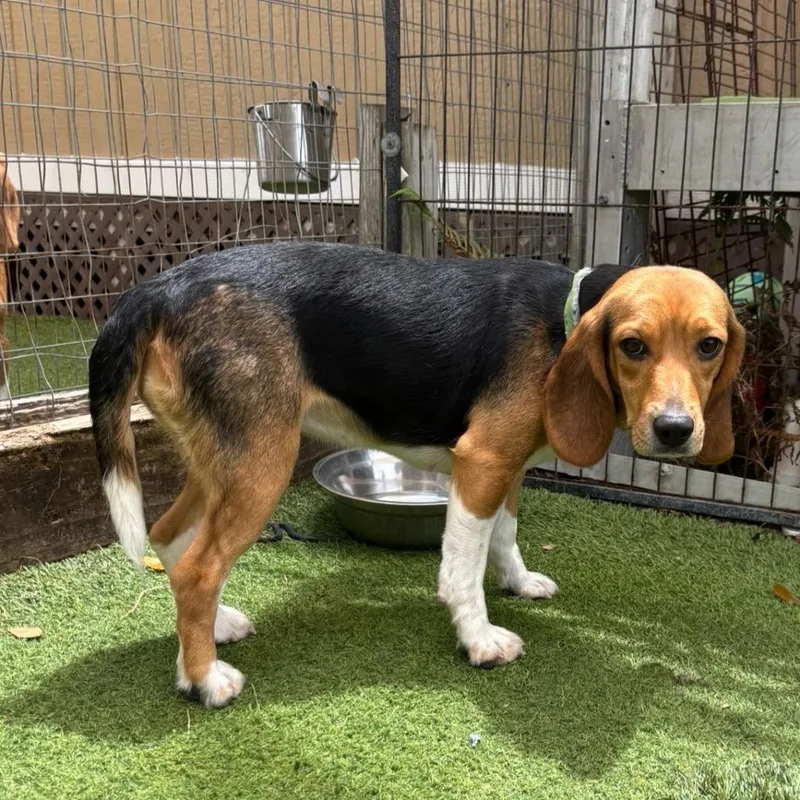 An adult small-sized female Yellow / Tan / Blond / Fawn Beagle dog named Tansy for adoption in LOXAHATCHEE, FL