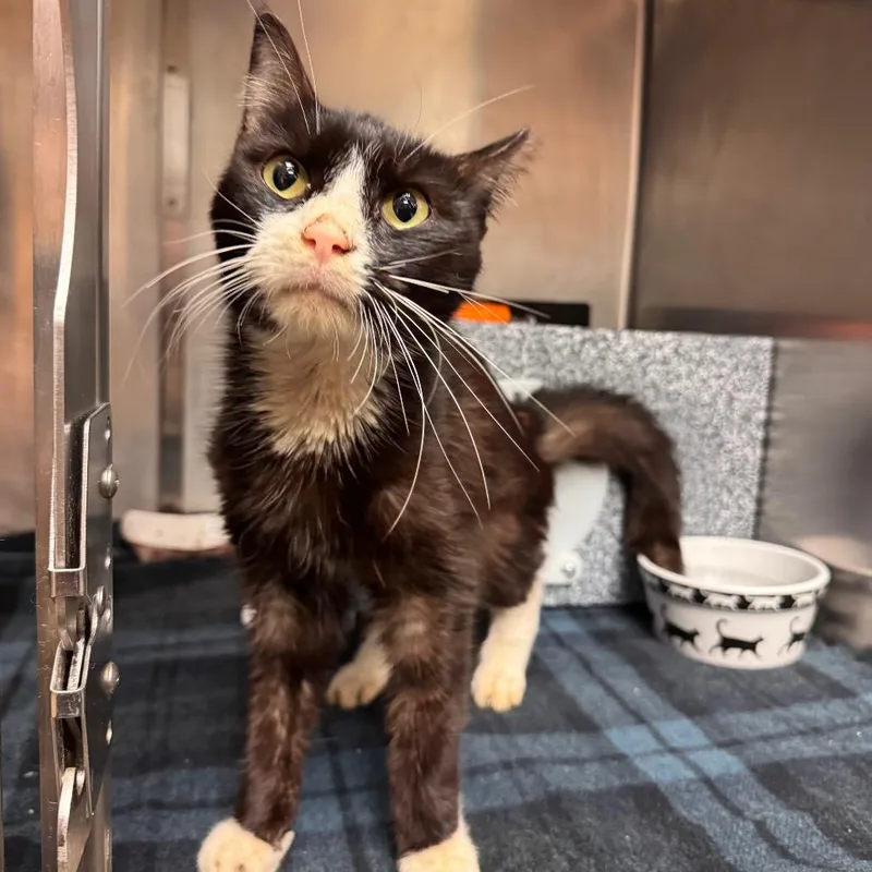 An adult medium-sized male Domestic Short Hair cat named Tippy toes for adoption in Birdsboro, PA