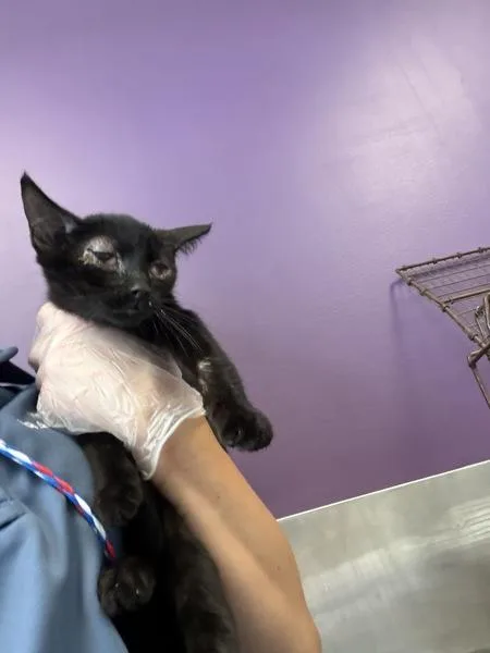 A baby medium-sized female Domestic Short Hair cat named Sally Jo for adoption in Salt Lake City, UT