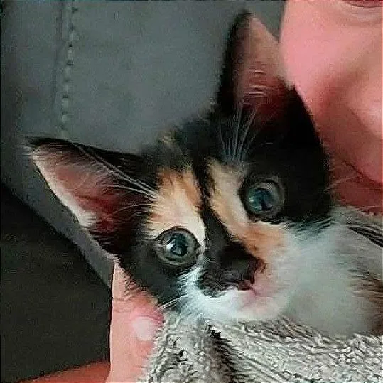 Rhea thumbnail 2