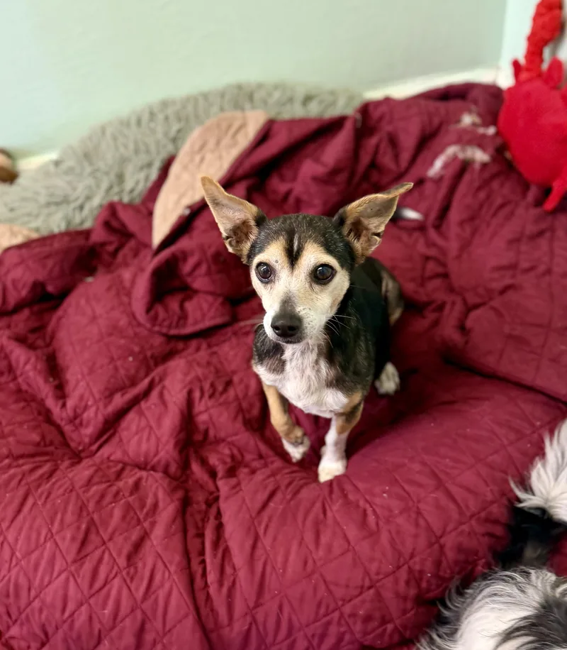 A senior small-sized male Tricolor (Brown, Black, & White) Chihuahua dog named Linus for adoption in Sonora, CA