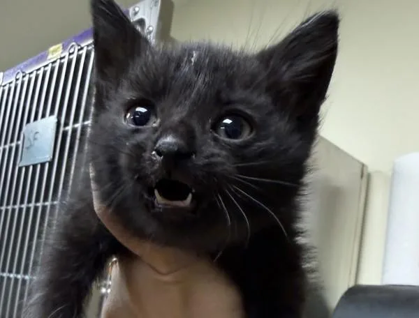 A baby small-sized male Domestic Short Hair cat named Kc for adoption in Lawrenceville, GA