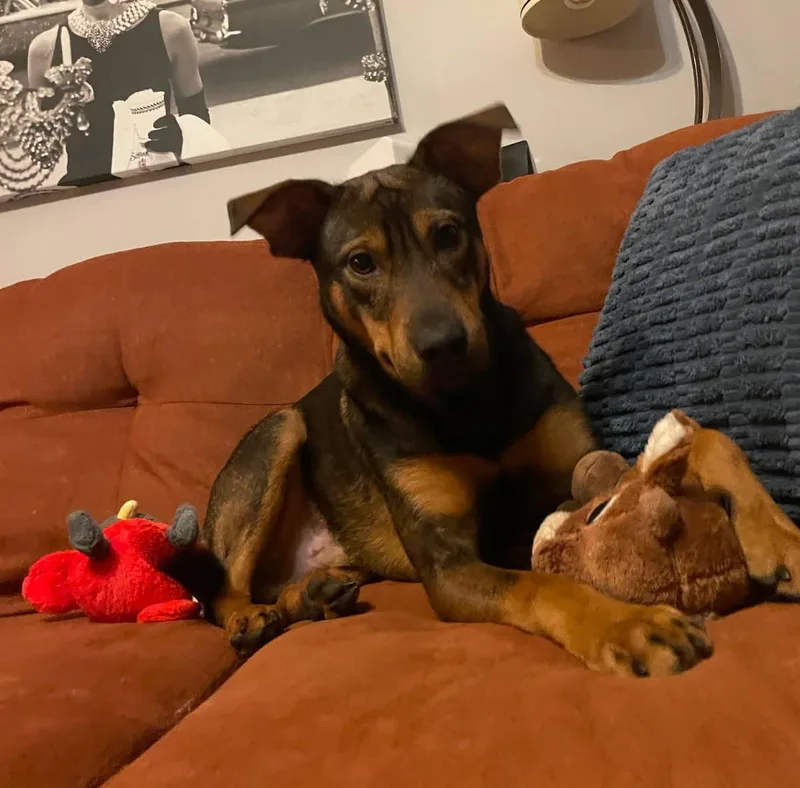A young medium-sized male Mixed Breed dog named Hank for adoption in Chesapeake, VA