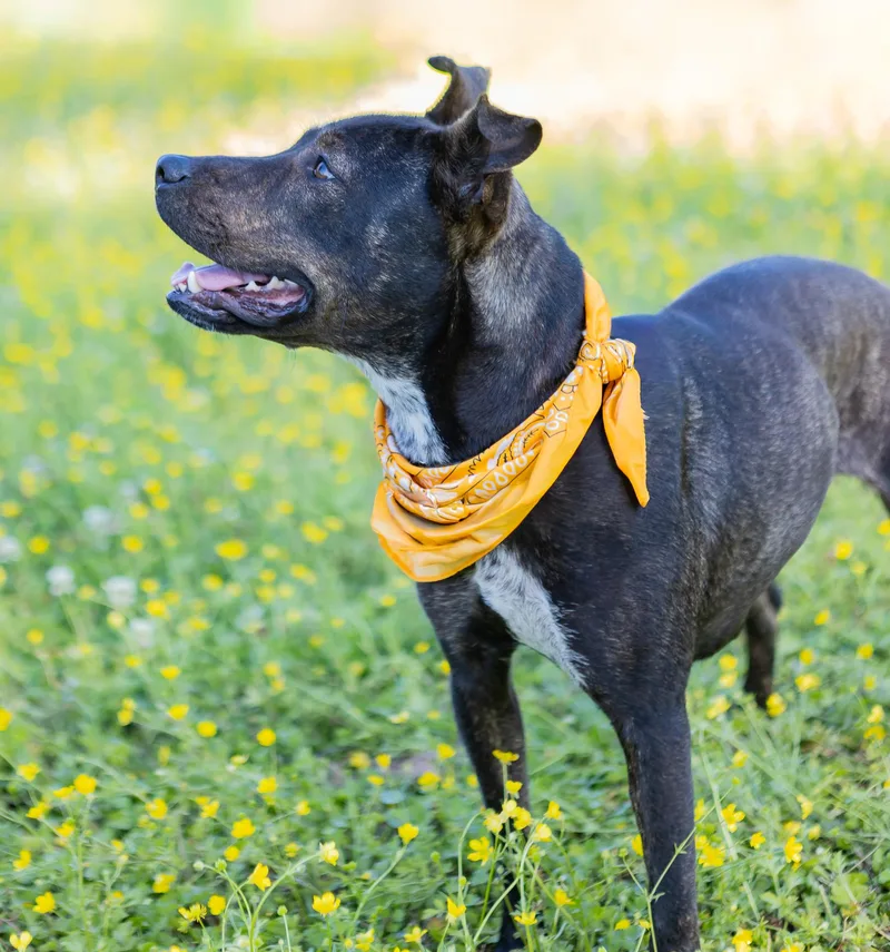 Honeybun thumbnail 3