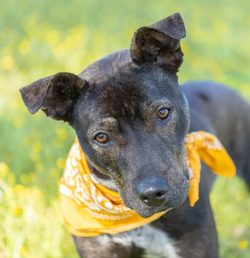 Honeybun thumbnail 4