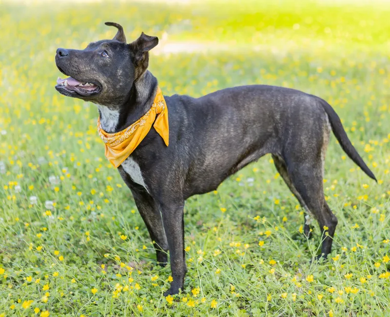 Honeybun thumbnail 5