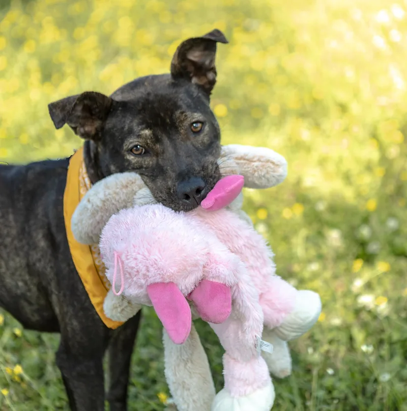 Honeybun thumbnail 6