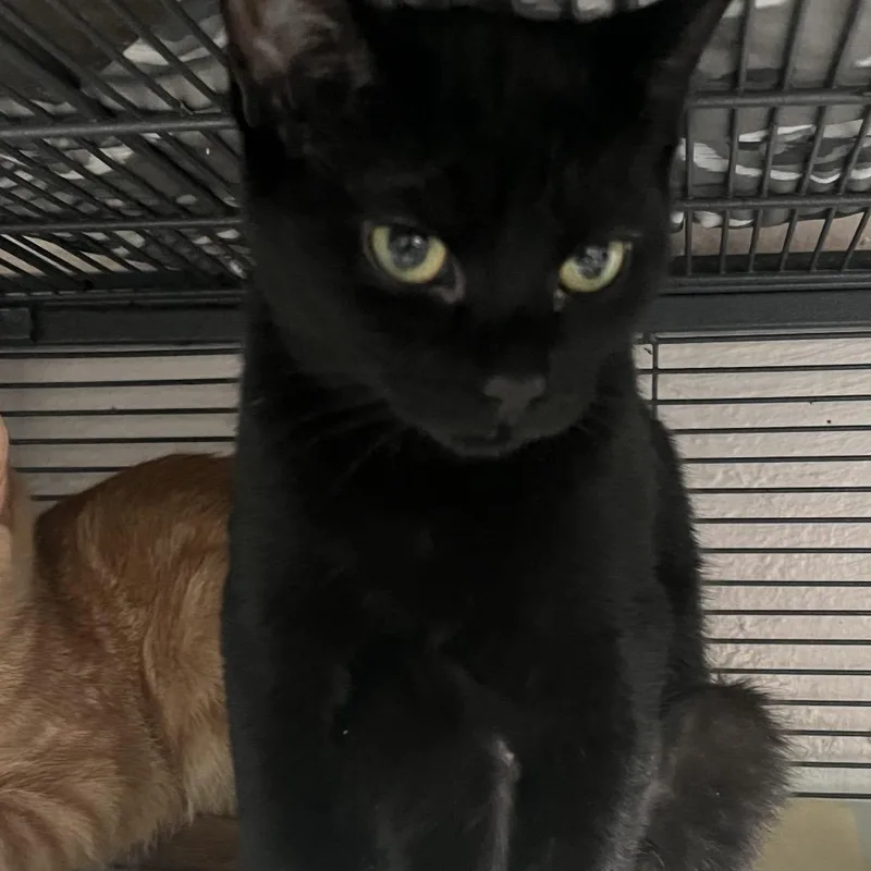 A baby small-sized female Black Domestic Short Hair cat named Tuna Turner for adoption in Birmingham, AL