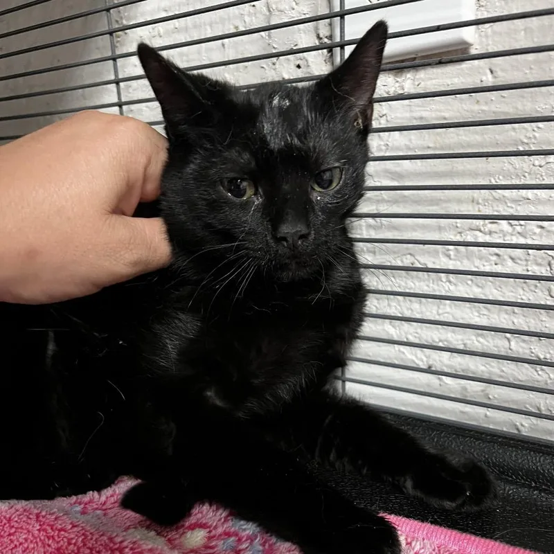 Tuna Turner thumbnail 2