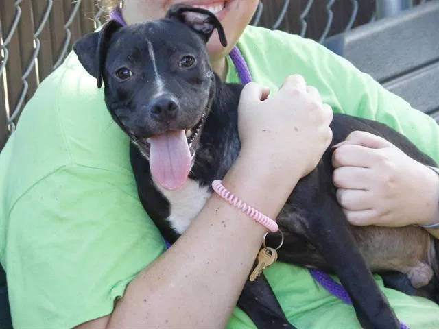 A young small-sized male American Staffordshire Terrier dog named Zaxby for adoption in Tallahassee, FL