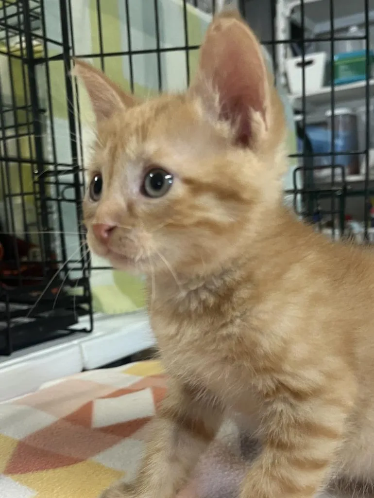 A baby medium-sized male Tabby cat named Bramble for adoption in Nacogdoches, TX