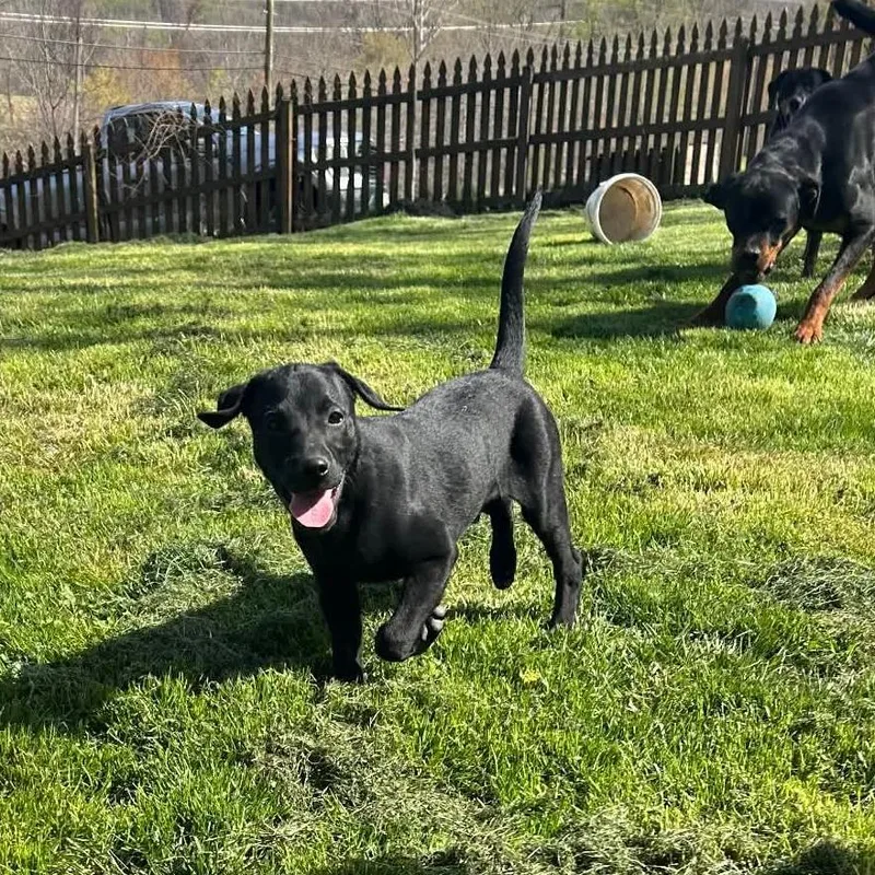 A baby medium-sized male Black Labrador Retriever dog named Logan for adoption in Jarrettsville, MD