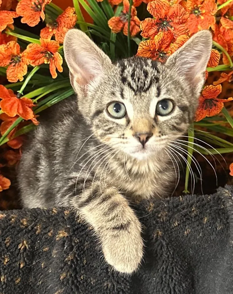 A baby small-sized male Domestic Short Hair cat named Eros for adoption in Stillwater, OK