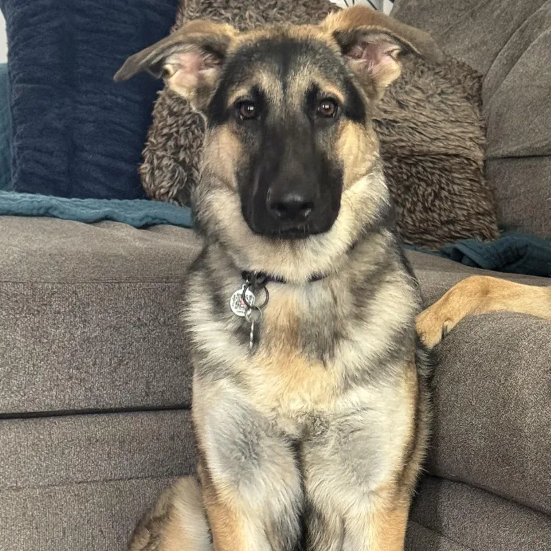 A young large-sized female Black German Shepherd Dog dog named Maya for adoption in New Rochelle, NY