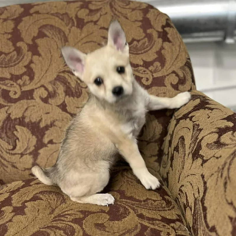 Snickers thumbnail 2