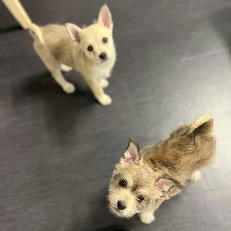 Snickers thumbnail 3