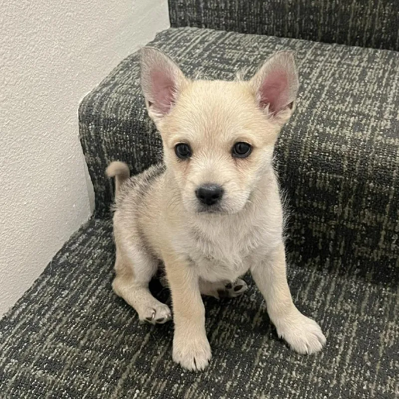 Snickers thumbnail 4