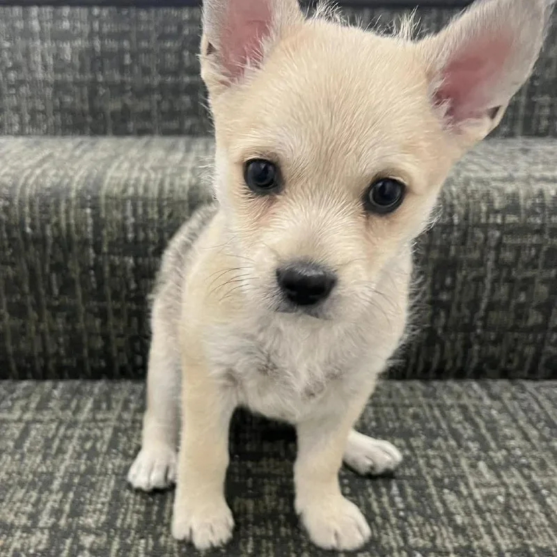 Snickers thumbnail 5