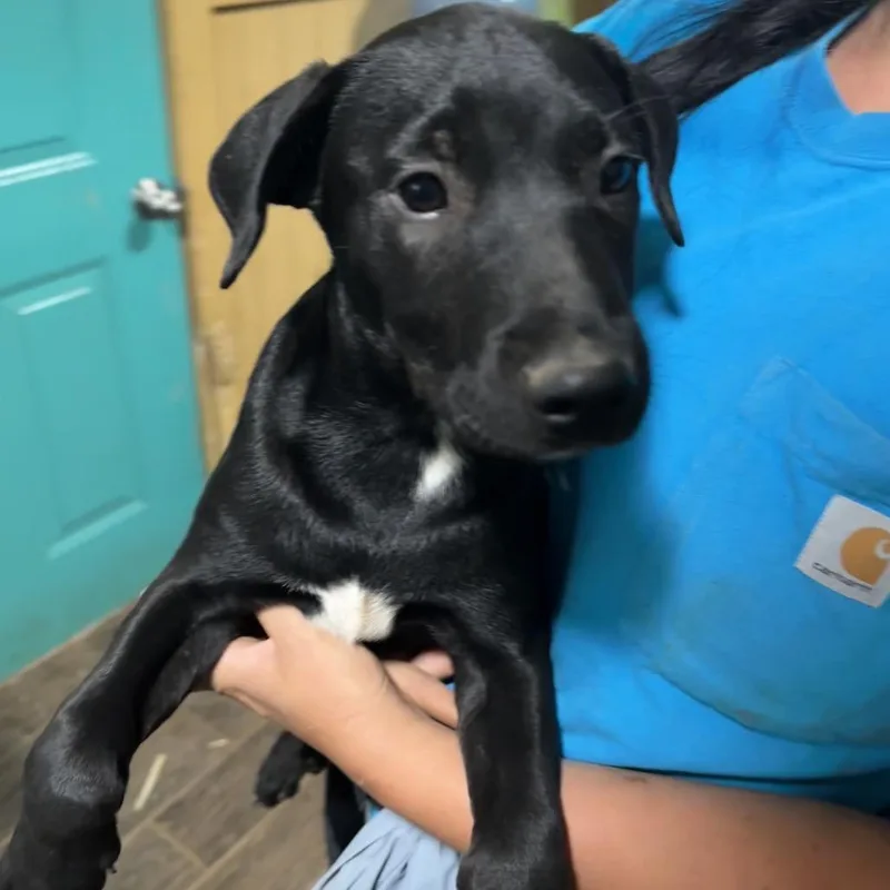 A baby small-sized female Black Labrador Retriever dog named Cricket for adoption in Deerfield, IL