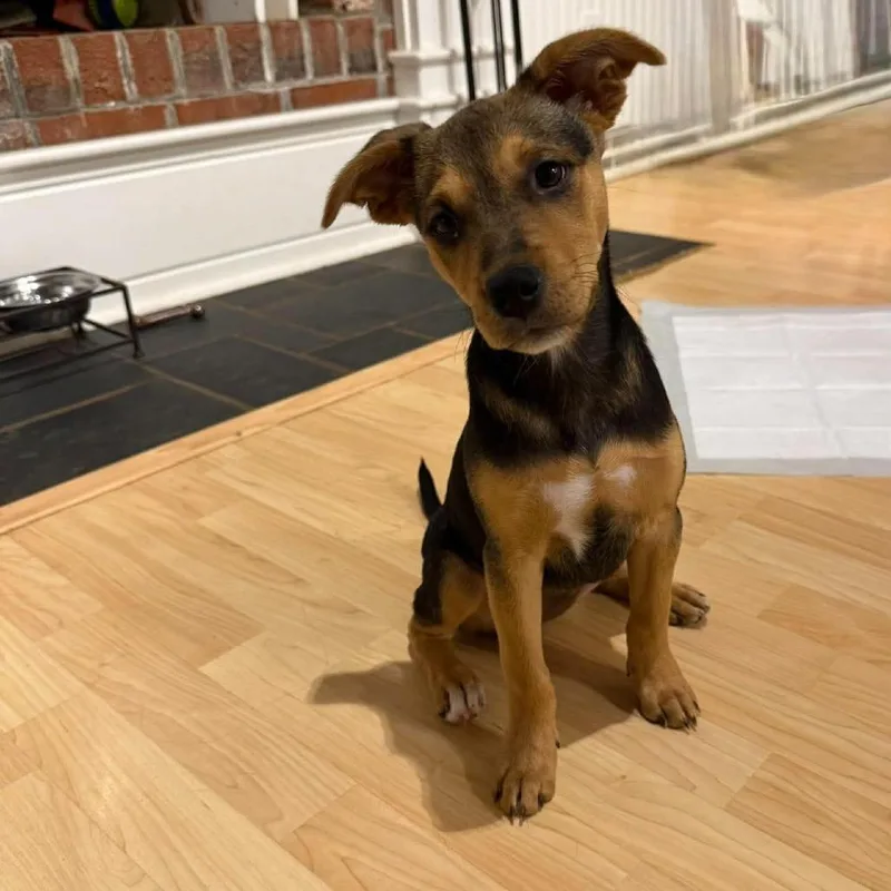 A baby medium-sized female Black Mixed Breed dog named Peanut for adoption in Jarrettsville, MD