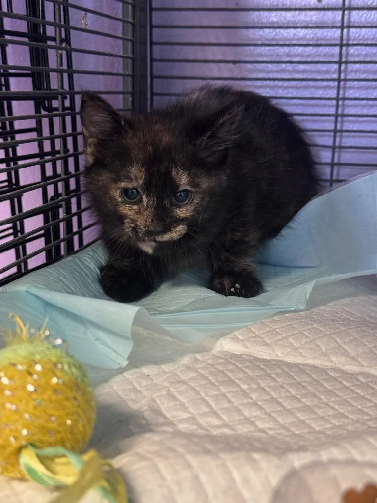 A baby medium-sized female Domestic Short Hair cat named Bella for adoption in Johnson City, TN