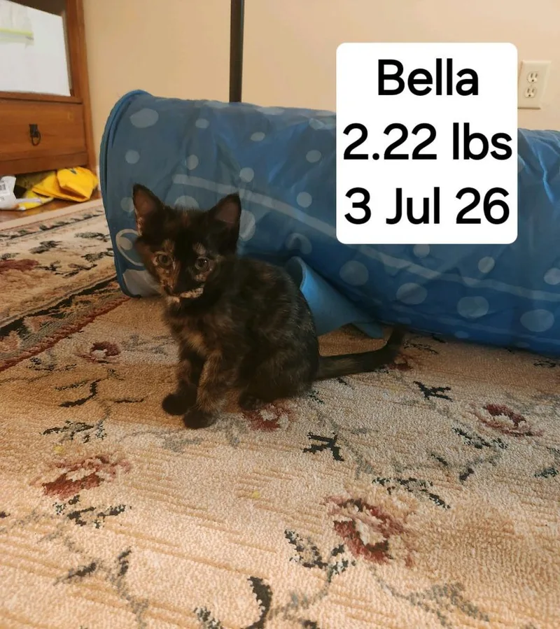 Bella thumbnail 2