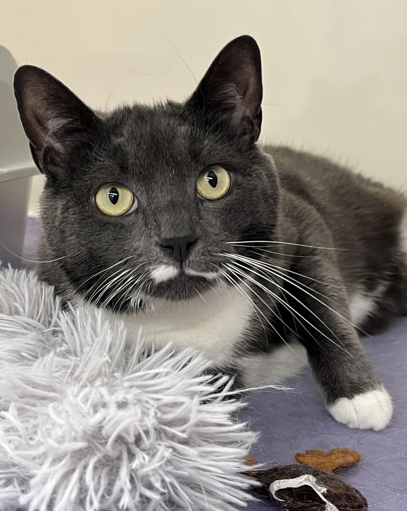 A young large-sized male Gray & White Domestic Short Hair cat named Domino for adoption in Harrison, NY