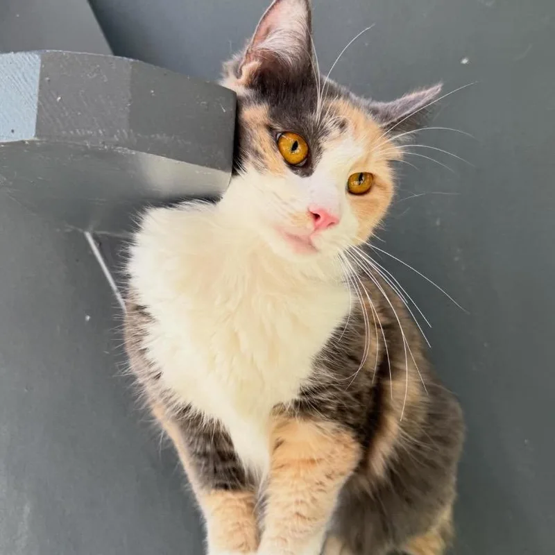 Molly Ringworm thumbnail 2