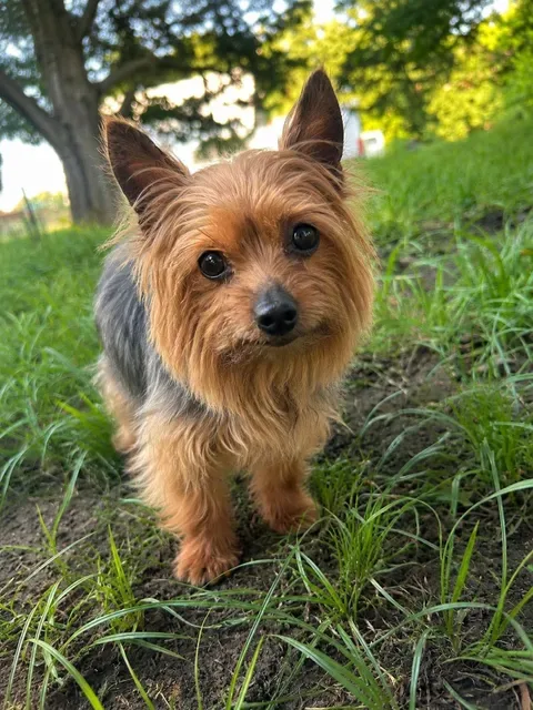 A senior small-sized female Black & Brown Yorkshire Terrier dog named Lucy for adoption