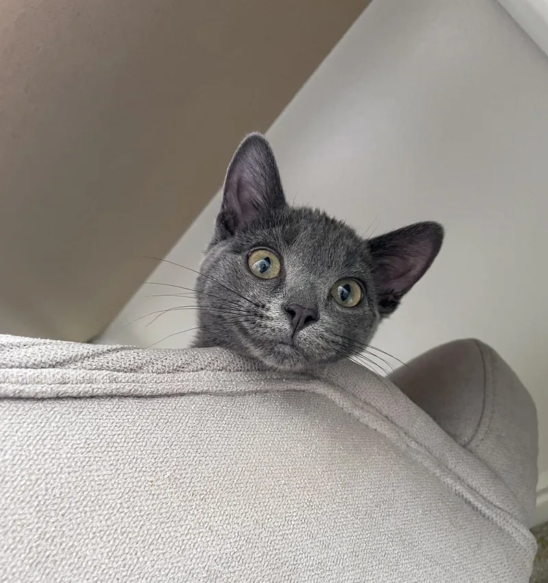 A young medium-sized female Gray / Blue / Silver Domestic Short Hair cat named Sophia for adoption in Centerville, UT